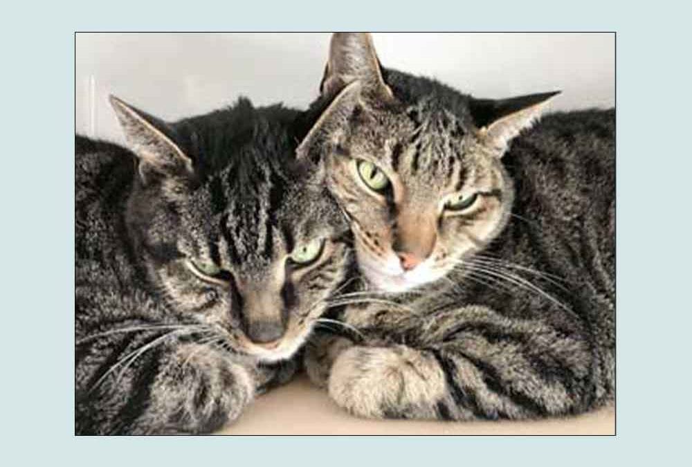 Chip and Pepper are a dynamic duo!