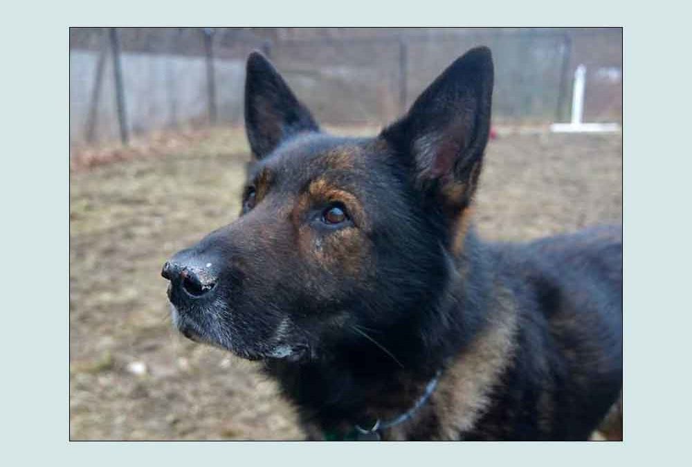 February 3, 2020 – Meet Rastro!