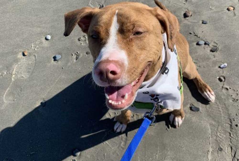 Say hello to Cooper!