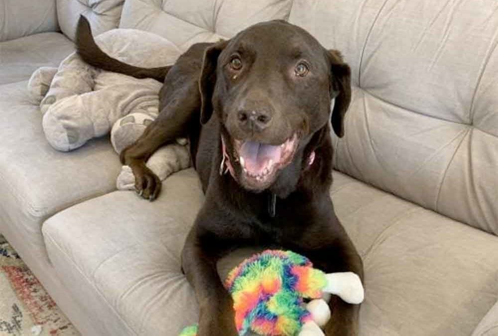 Zoey is looking for her forever home