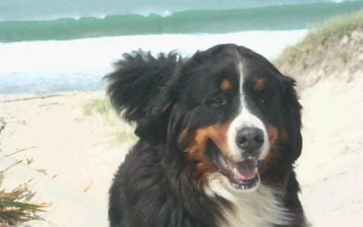 Plymouth: Dogs on Beaches May Be a Thing of the Past