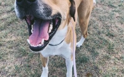 George is in a foster home looking for his forever home