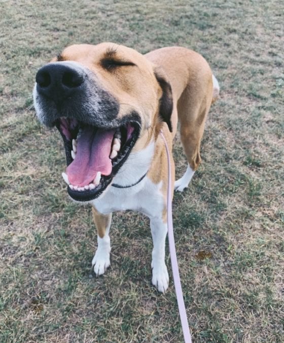 George is in a foster home looking for his forever home