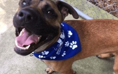 Must Love Dogs…Who Love To Play!