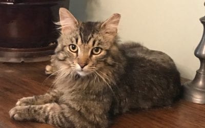 Handsome Heathcliff needs a home!