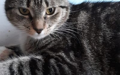 Julep the cat needs a forever home – can you help?