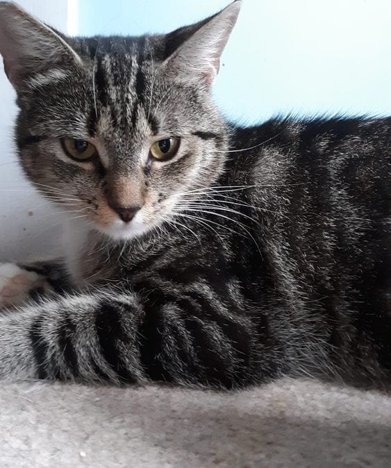 Julep the cat needs a forever home – can you help?