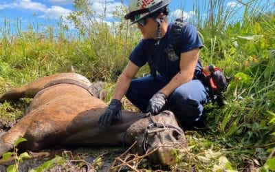 Hanson: Plymouth County Technical Rescue Team Helps Free Horse Stuck in the Mud