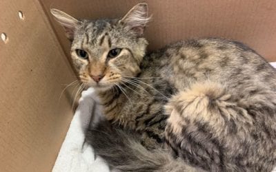 Rugby Needs a Special Home