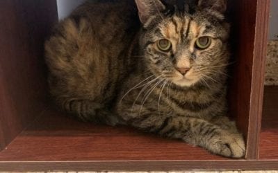 Violet needs a forever home – can you help?