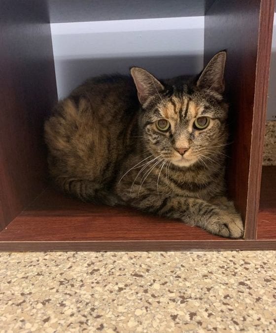 Violet needs a forever home – can you help?