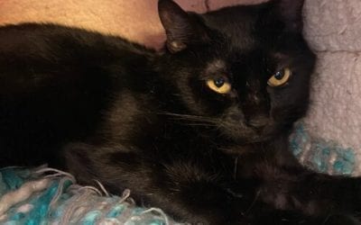 Noelle the cat needs a new home