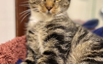 Smudge the cat says “pick me!”