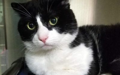 Stanley the cat needs a new home