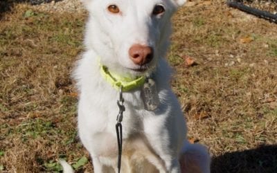 A homeless pup named Winter needs a home