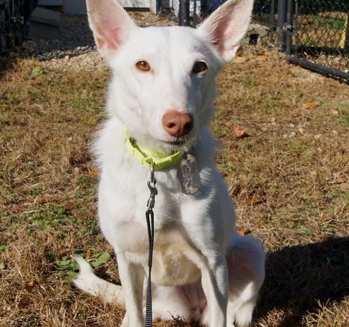 A homeless pup named Winter needs a home