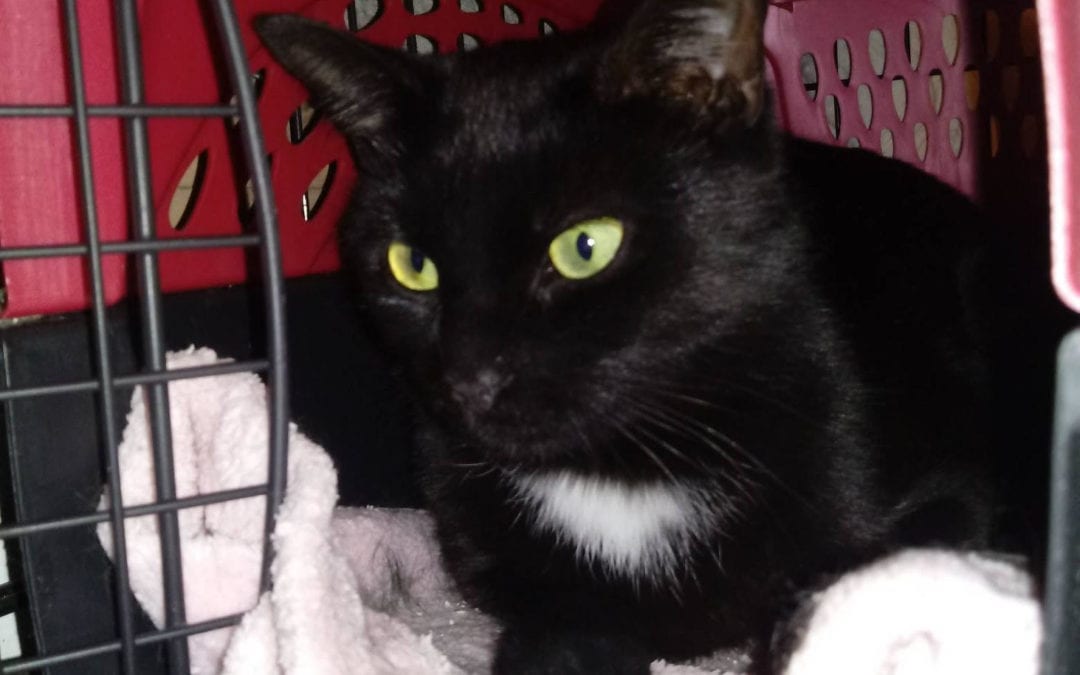MoonShadw the cat is looking for her forever home