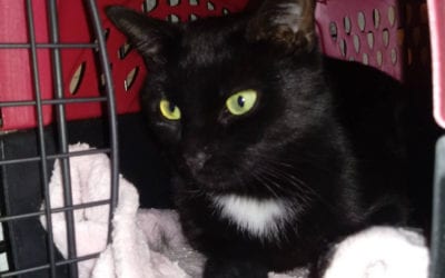 MoonShadw the cat is looking for her forever home