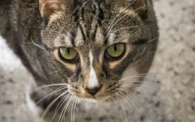 Owen the polydactyl cat is on the hunt for his forever home!