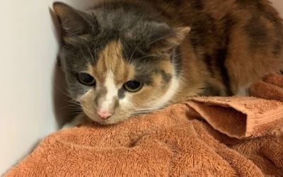 Princess the cat has lost her human and her home