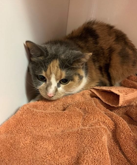 Princess the cat has lost her human and her home