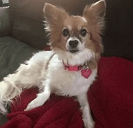 Suzy the Papillon needs a new home