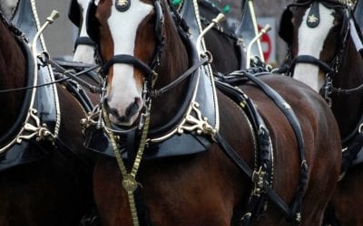 Budweiser Joins Coke, Pepsi Brands in Sitting Out Super Bowl