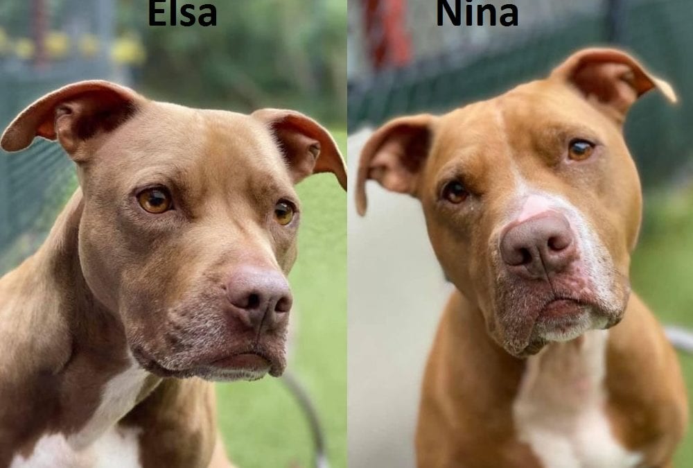 Mother-Daughter Pups Need a New Home