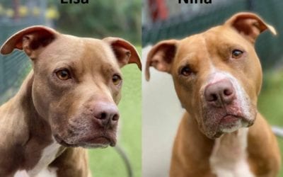 Mother-Daughter Pups Need a New Home