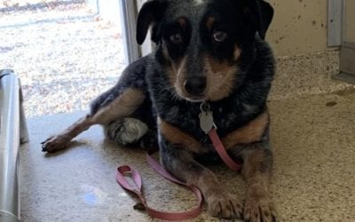 Piper the pup needs our help