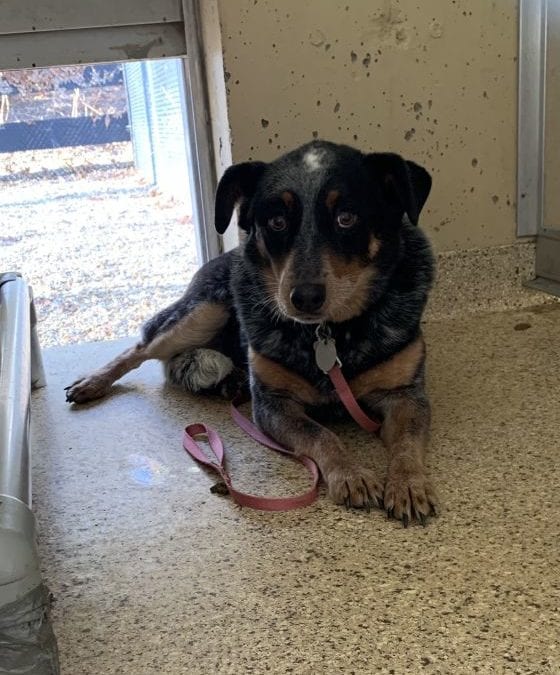 Piper the pup needs our help