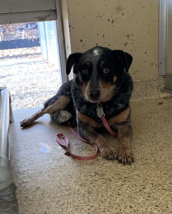Piper the Cattle Dog
