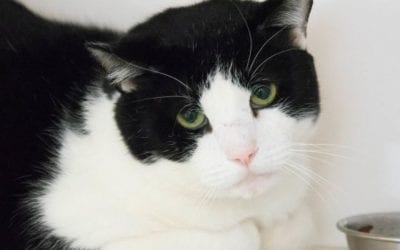 Sylvester the cat needs a new home