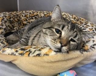 Tabitha, the cat with cattitude!