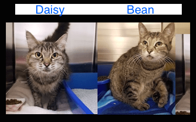 Daisy & Bean: Two Kitty Sisters