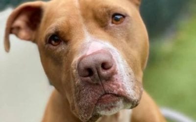 Nina is still looking for her forever home