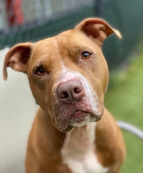 Nina is still looking for her forever home