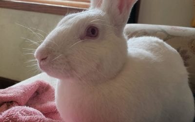 Spooky the bunny needs a new home