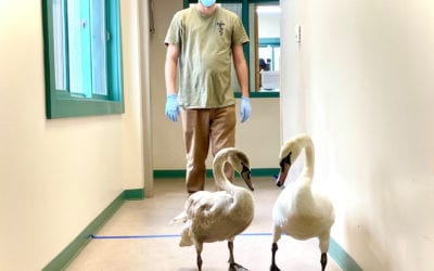 Swan Duo Reunited in Halifax