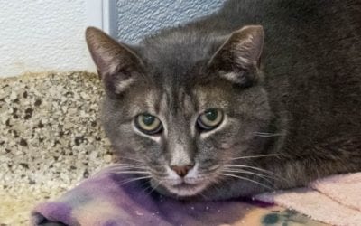 Meet Louis, our pet of the week