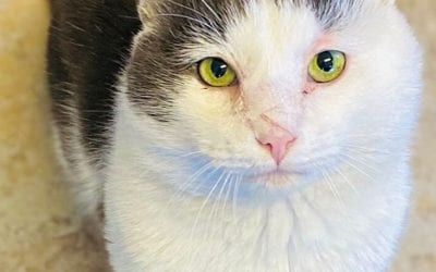 Murray’s Mission: Find A New Home