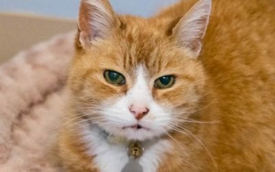 Skippy Seeks New Digs – Can You Help?