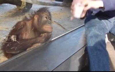 I Love This Monkey!!!!