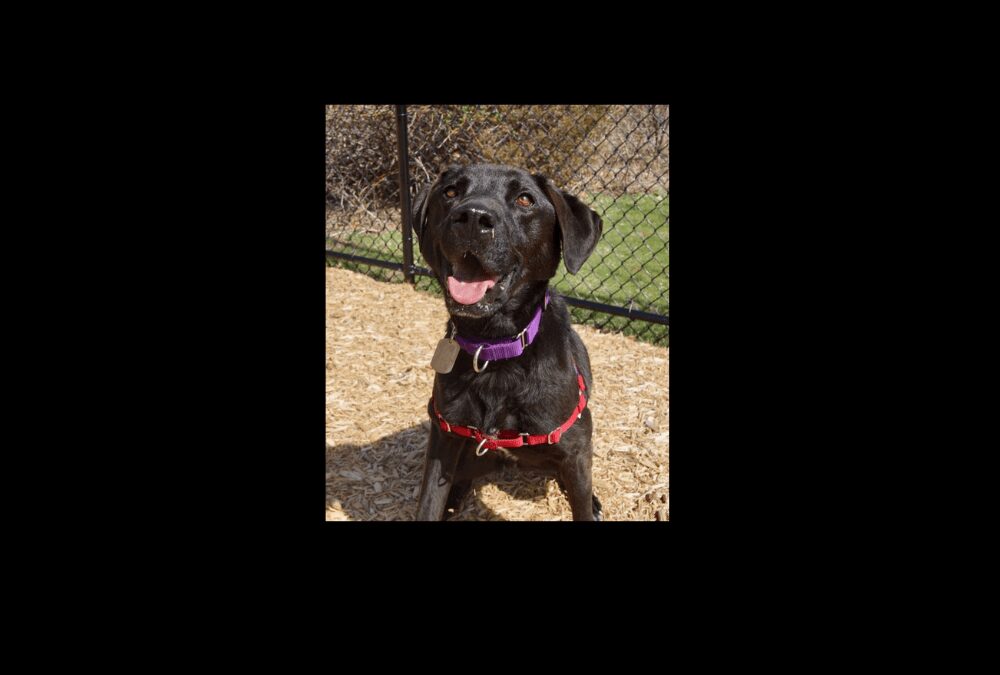 Brady likes long walks and is in search of a new running partner