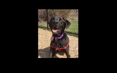 Brady likes long walks and is in search of a new running partner