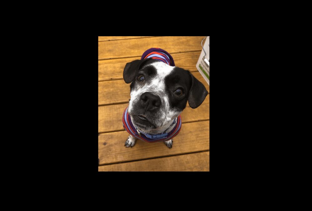 Carly, found wandering down Rt. 3, needs a home