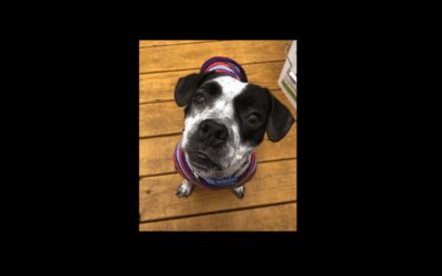 Carly, found wandering down Rt. 3, needs a home