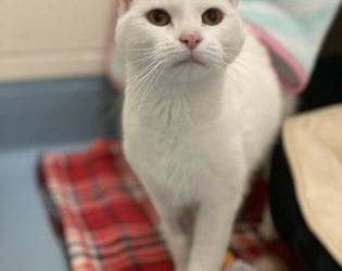 Gema the cat needs a new home