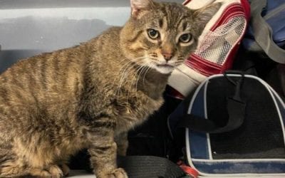 Sunny the cat will brighten up your world!