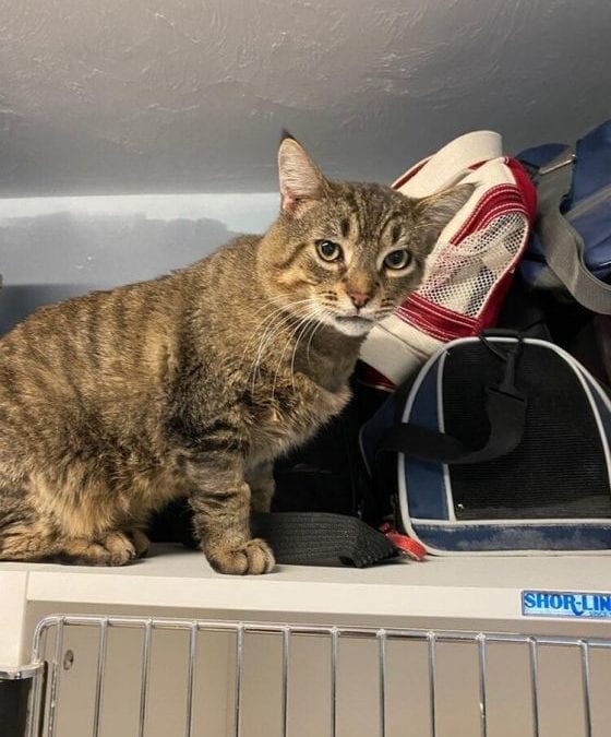 Sunny the cat will brighten up your world!